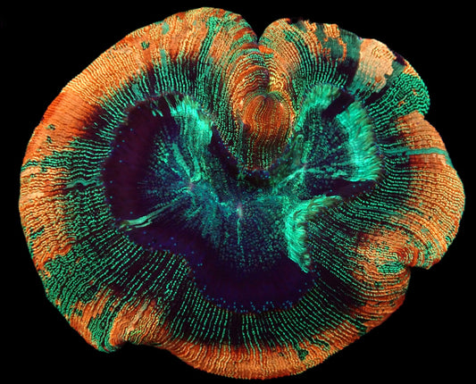 Trachyphyllia geoffroyi (Premium) XL