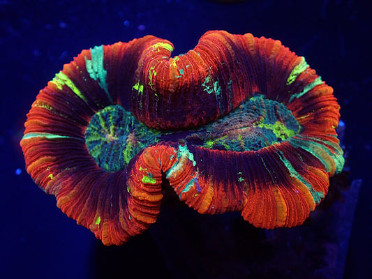 Trachyphyllia geoffroyi (Red Ultra) (L)