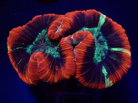 Trachyphyllia geoffroyi (Rot Ultra) (XL)