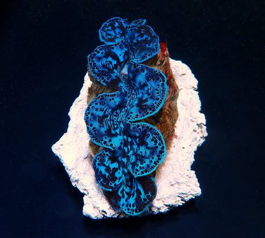 Tridacna maxima (Ultra Blau) (12 cm)