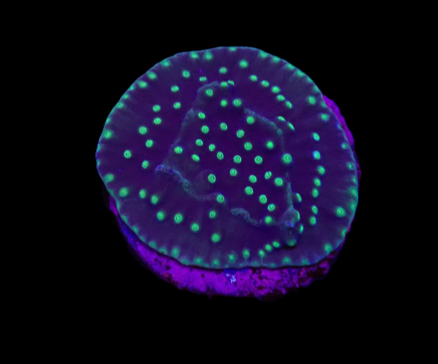 Turbinaria reniformis (Flying Saucer)