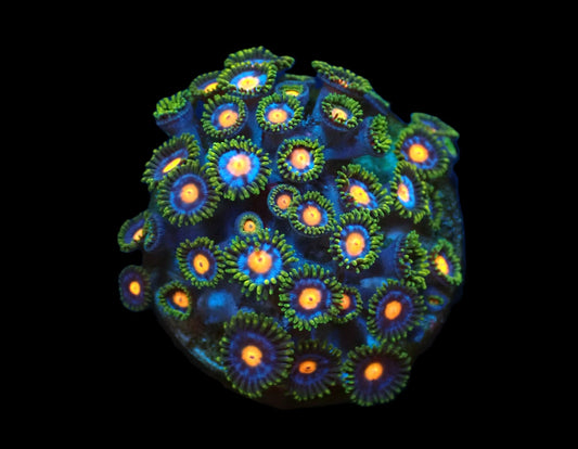 Zoanthus sp. (Blow Pop)