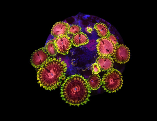 Zoanthus sp. (Fake Lime Chilli)