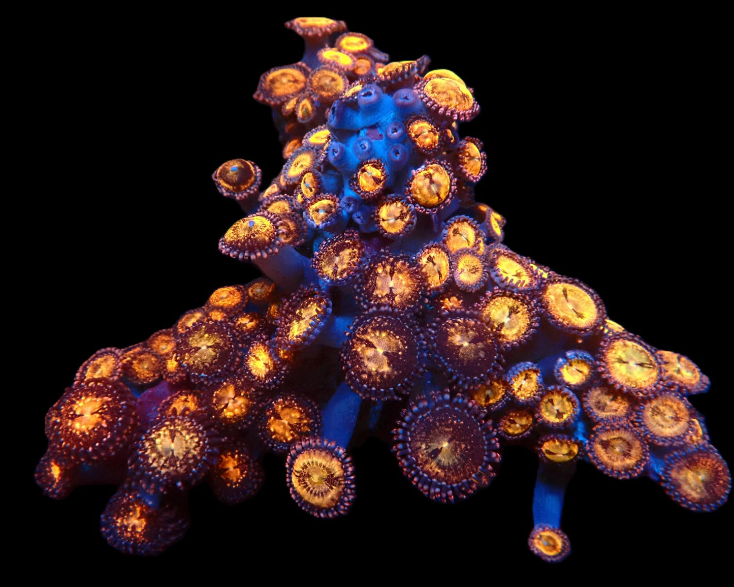Zoanthus sp. (Pandora) (L)