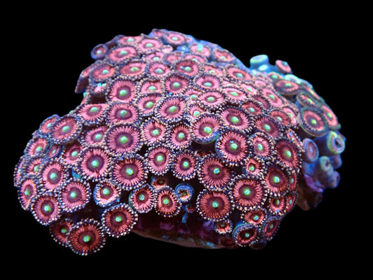 Zoanthus sp. (Pink Ultra) (L)