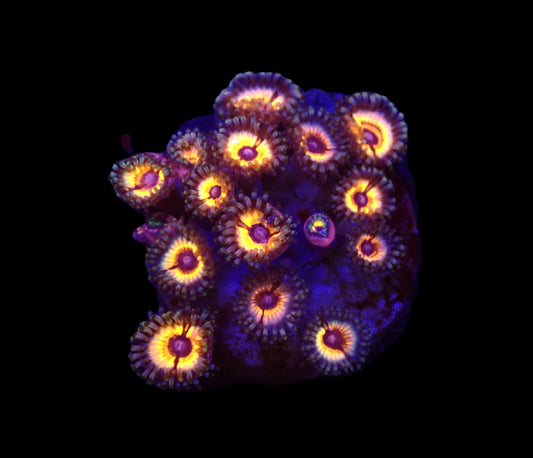 Zoanthus sp. (Sonic Flare)