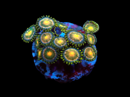 Zoanthus sp. (Ultra)