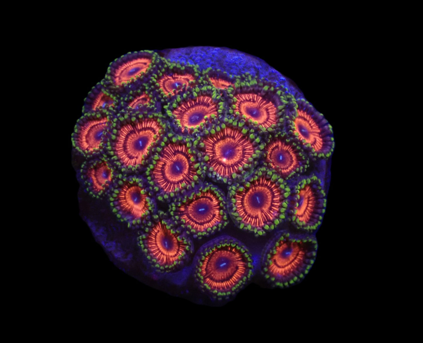 Zoanthus sp. (Ultra)