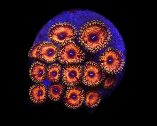 Zoanthus sp. (Ultra)