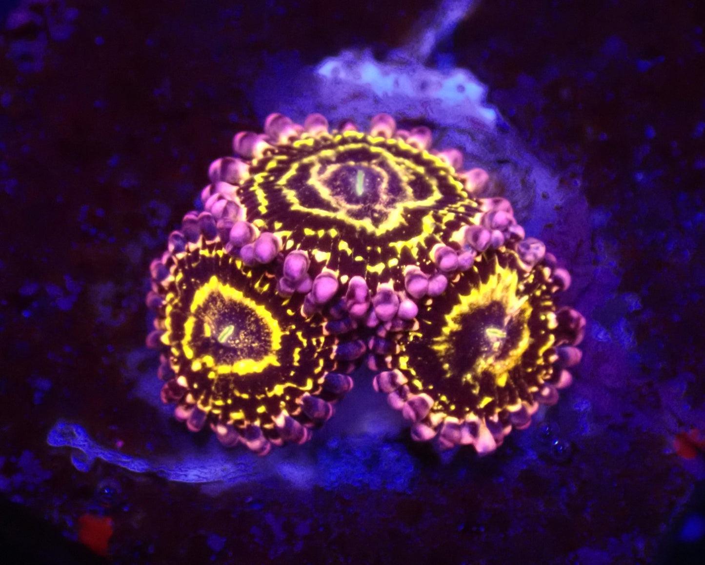 Zoanthus spp. (Stratosphere) (3 Polypen)