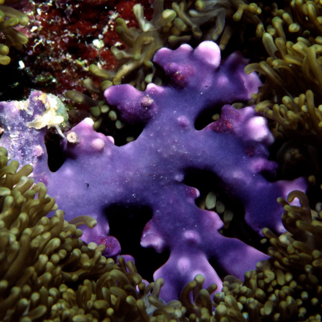 Heliopora Coerulea - Blaue Koralle