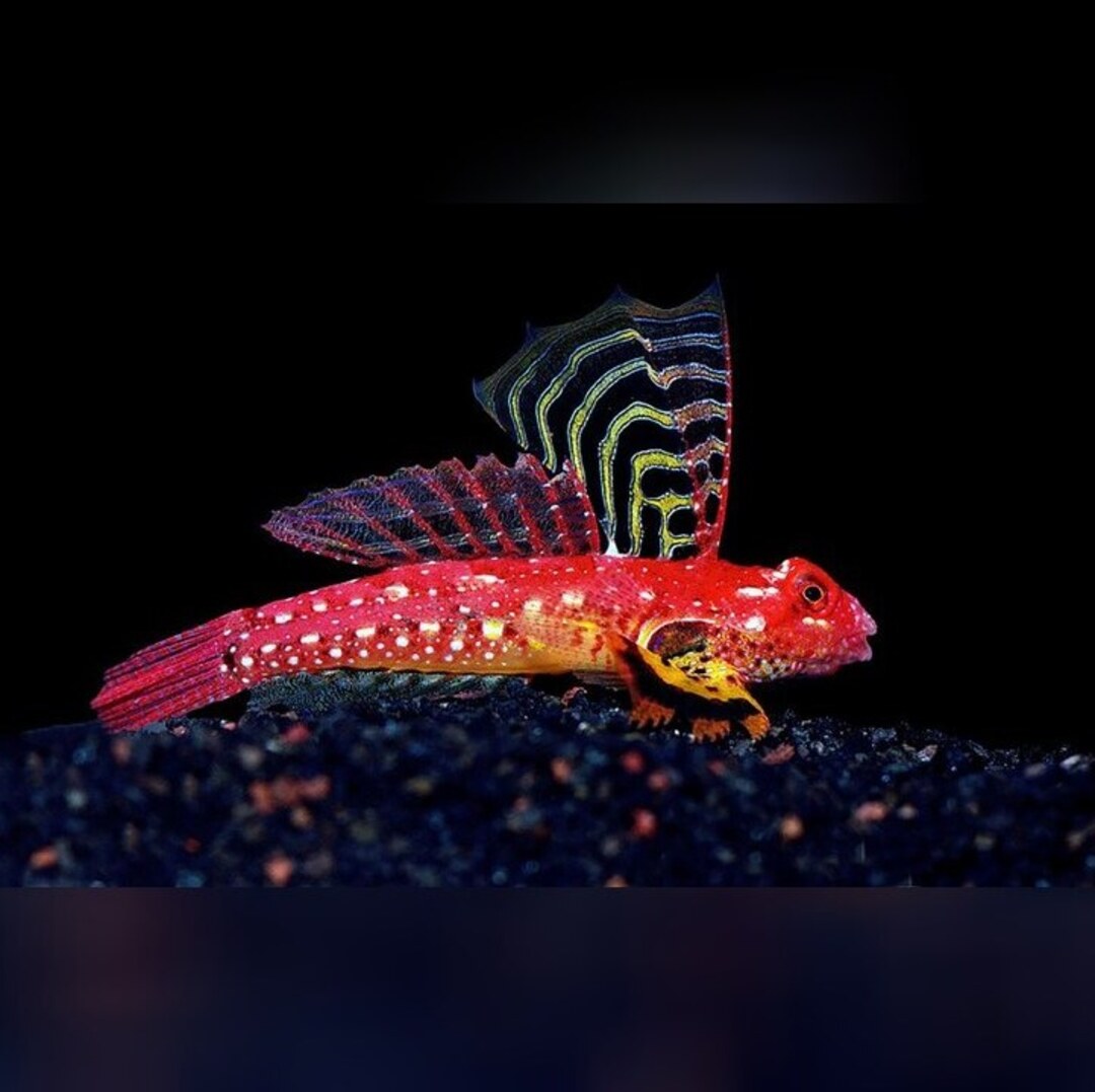 Synchiropus sycorax - Leierfisch - Weiblich