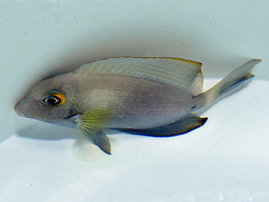 Acanthurus auranticavus - Ringschwanz Doktorfisch