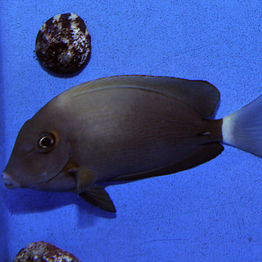 Acanthurus blochii - Blochs Doktorfisch