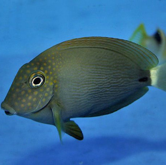 Acanthurus maculiceps - Punktgesicht-Doktorfisch