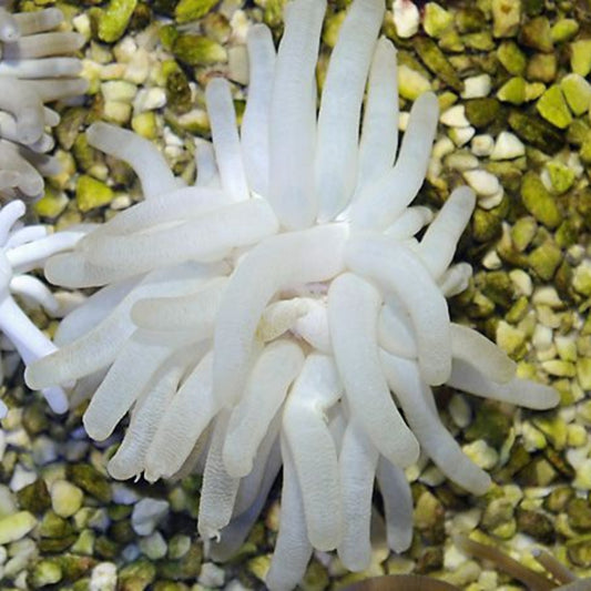 Condylactis gigantea - Florida Anemone Weiss