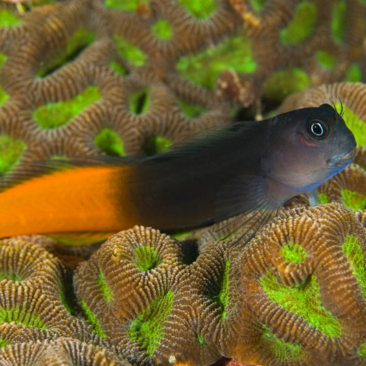 Ecsenius bicolor - Zweifarbiger Scheimfisch