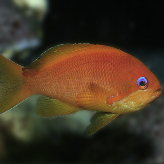 Juwelen Fahnenbarsch -  Pseudanthias squamipinnis - männchen