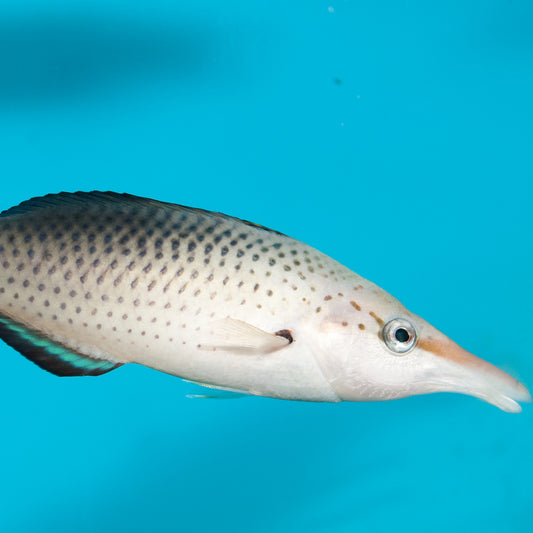 Gomphosus varius - Langnasen-Lippfisch - weiblich