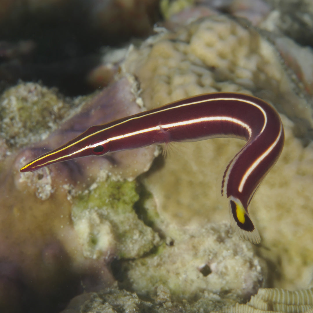Diademichthys lineatus - Gestreifter Schildbauch o. Schildfisch
