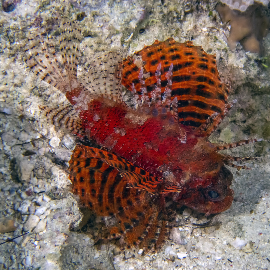 Dendrochirus brachypterus - Zwerg Feuerfisch Rot-Orange