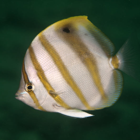 Parachaetodon ocellatus - Segelfalterfisch