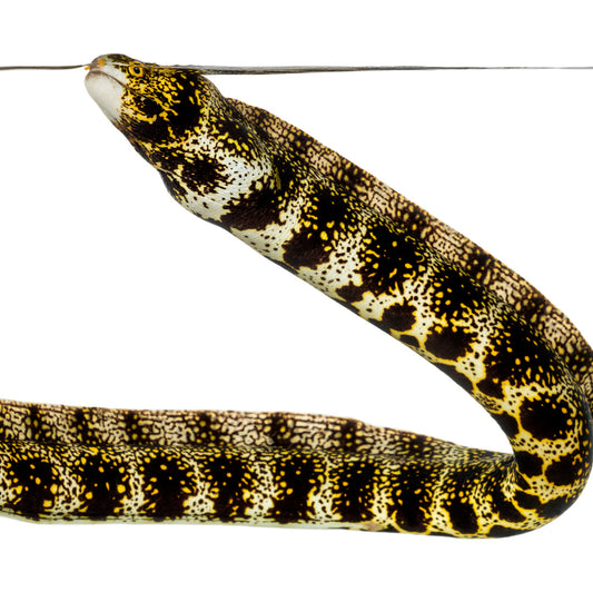 Ringel Muräne - Echidna polyzona