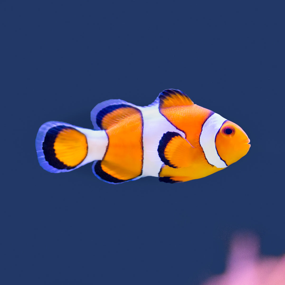 Amphiprion ocellaris - Clownfisch