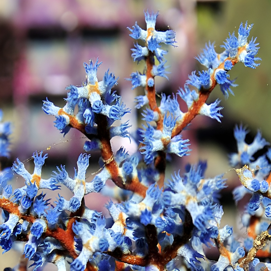 Acalycigorgia - Blaue Fächer Gorgonie