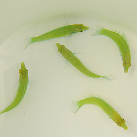 Halichoeres chloropterus - Grüner Lippfisch