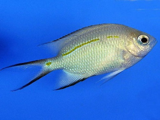 Acanthochromis polyacanthus - Schwalbenschwanz Riffbarsch