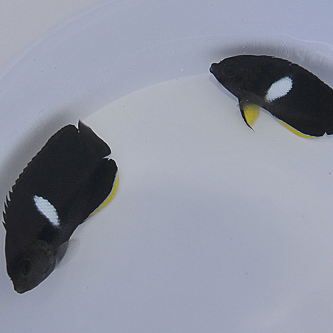 Centropyge tibicen - Schlüsselloch Kaiserfisch