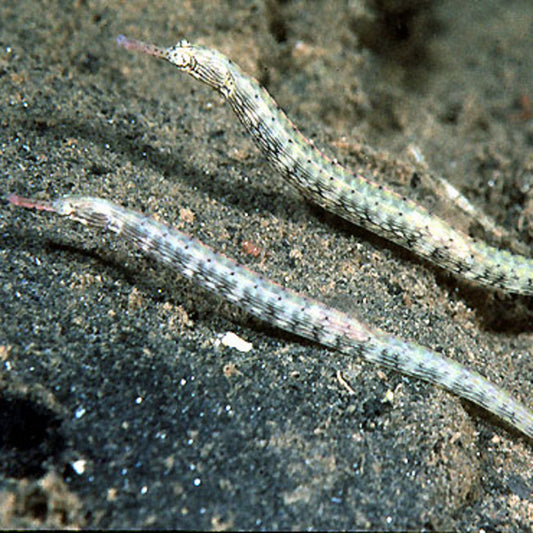 Corythoichthys intestinalis - Drachenkopf Seenadel