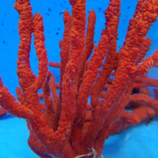 Axinella Tree Sponge Red - Verästelter Roter Schwamm