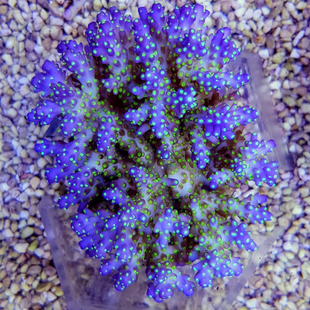 Acropora nana Tricolor - Blau/Grüne Spitzen