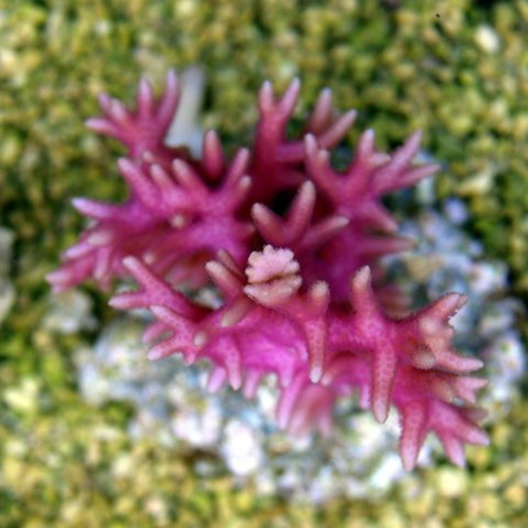 Seriatopora Hystrix Pink