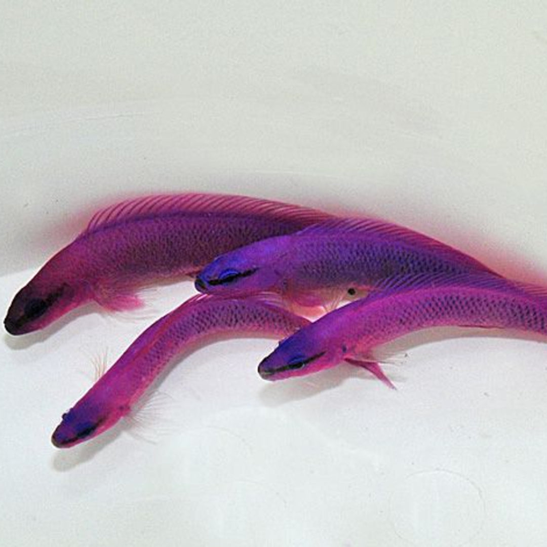 Pseudochromis fridmani - König Salomon - NACHZUCHT