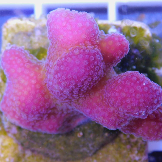 Stylophora pistillata pink - Tonga