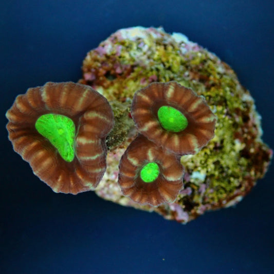 Caulastrea furcata - Fingerkoralle