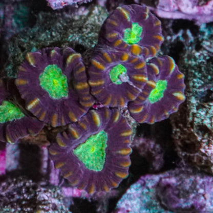 Caulastrea echinulata Trompetenkoralle xclusivecorals