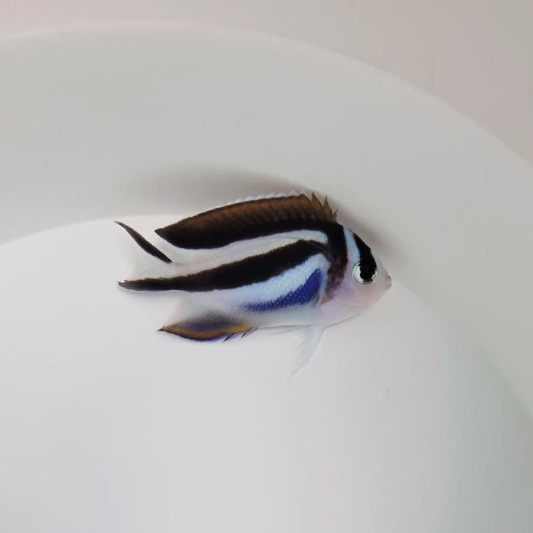 Maskierter Kaiserfisch - Genicanthus bellus - Weibchen