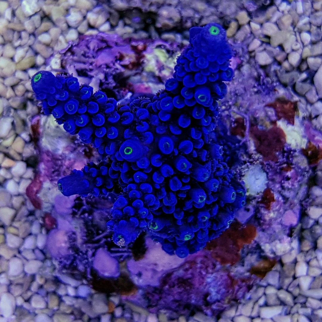 Acropora hoeksemai