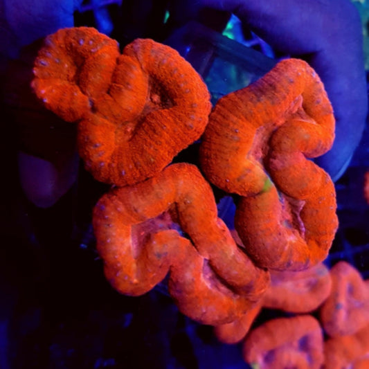 Lobophyllia Orange/Rot ULTRA