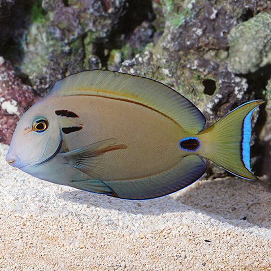 Acanthurus tennentii - Kreisdorn Doktor