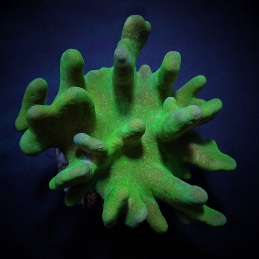 Lobophytum - Lederkoralle - Grün