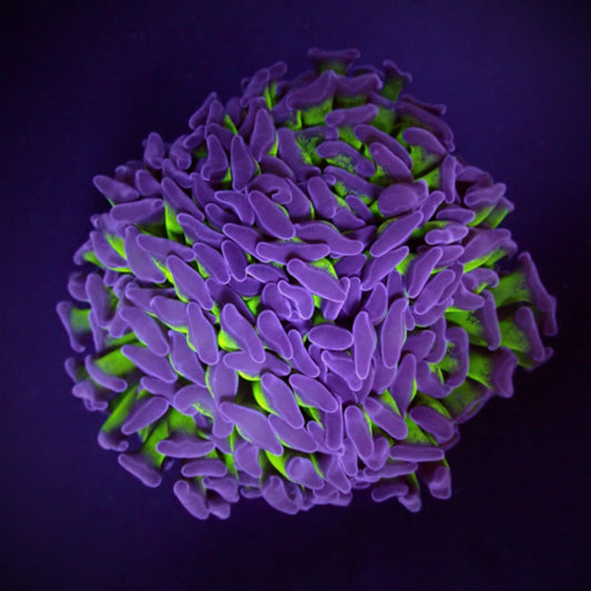 Euphyllia Paraancora Zweifarbig