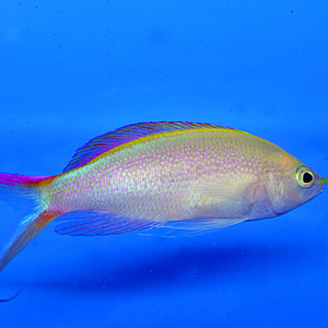 Pseudanthias smithvanizi
