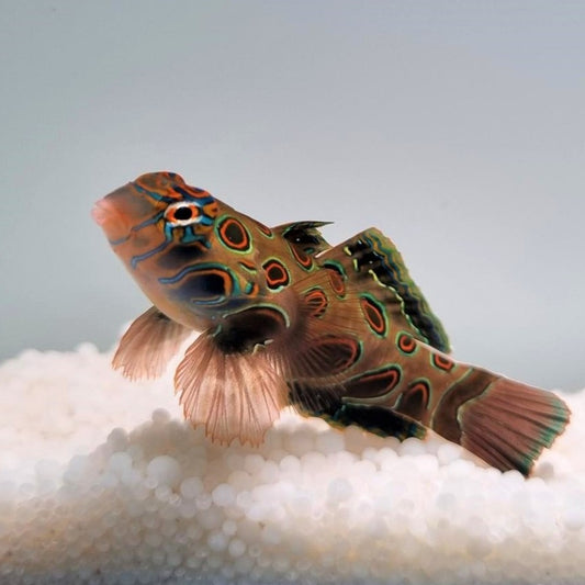 Pterosynchiropus picturatus - LSD Leierfisch