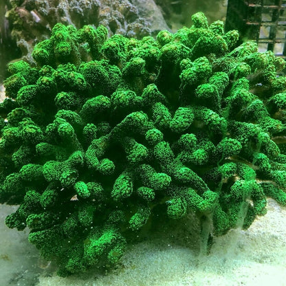 Stylophora pistillata grün